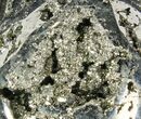 Polished Pyrite Skull With Pyritohedral Crystals #96318-2